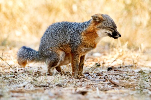 The Channel Islands by Land and Sea Nature and Wildlife Discovery